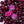 Load image into Gallery viewer, Black Cherry Lip Care Set + Lip Scrubber | NCLA Beauty NCLA Beauty prem. clothing boutique Chatham, Ontario, Canada